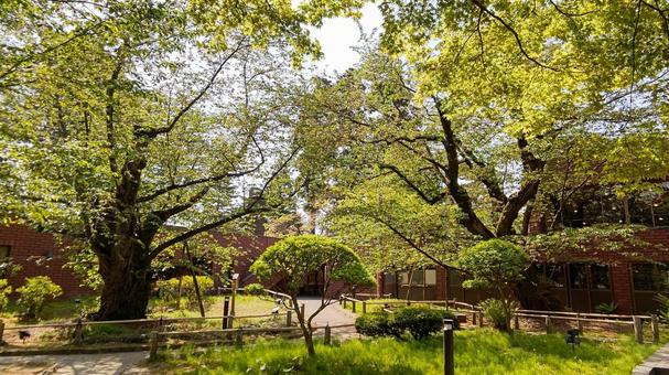 弘前公園の桜、花散り若葉萌える 弘前公園,木々,緑の写真素材