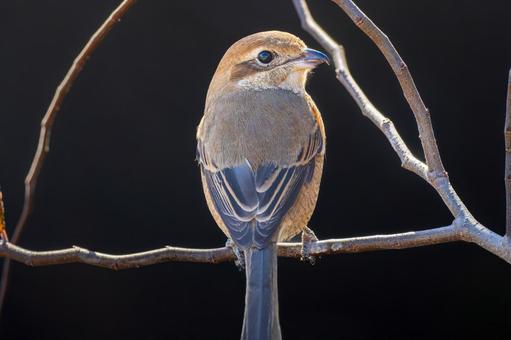 A shrike perched on a branch, mos, hyperbird, wild bird, JPG