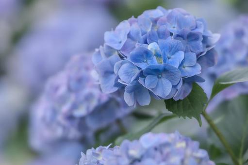 Hydrangea, JPG Hydrangea, JPG