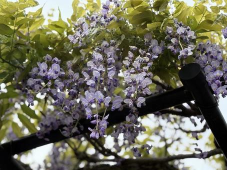 Wisteria, JPG Wisteria, JPG