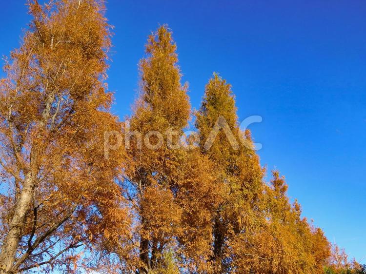 秋イメージ〜紅葉した並木と秋空 秋イメージ,秋,紅葉の写真素材
