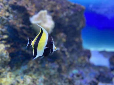 熱帯魚 ツノダシ 珊瑚礁 水族館 熱帯魚 ツノダシ 珊瑚礁 水族館 ツノダシ,魚,海の写真素材