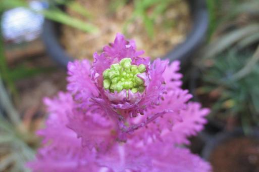 ハボタンの蕾の写真