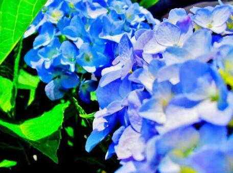 アジサイ アジサイ,紫陽花,梅雨の写真素材