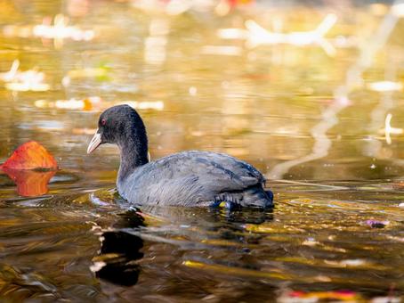 池を泳ぐオオバン オオバン,バン,野鳥の写真素材