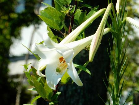 【花の写真】タカサゴユリ(高砂百合) 【花の写真】タカサゴユリ(高砂百合) タカサゴユリ,高砂百合,百合の写真素材