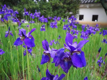 花菖蒲 花菖蒲の写真