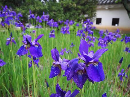 Japanese iris, sandhangan, plant, alam, JPG