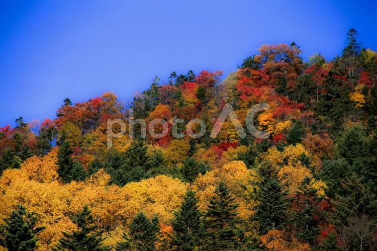 色とりどりの紅葉の山と青空 色とりどり,紅葉,青空の写真素材