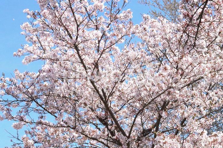 さくらソメイヨシノ 花,さくら,桜の写真素材