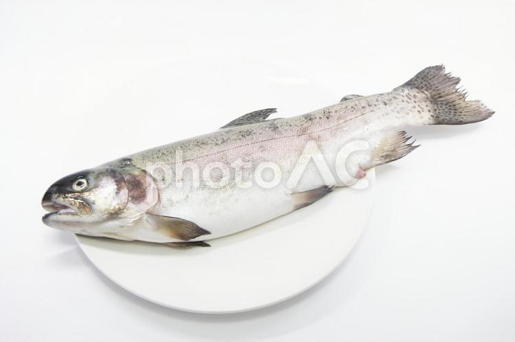 ニジマス No 写真素材なら 写真ac 無料 フリー ダウンロードok