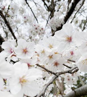 桜咲く⑥ 桜咲く⑥の写真