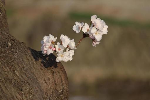 cherry blossoms, JPG cherry blossoms, JPG