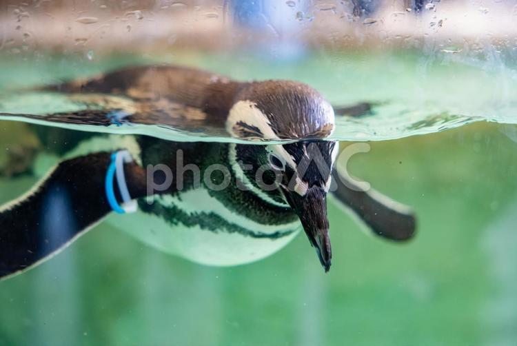 水族館のペンギン 水族館,ペンギン,動物の写真素材