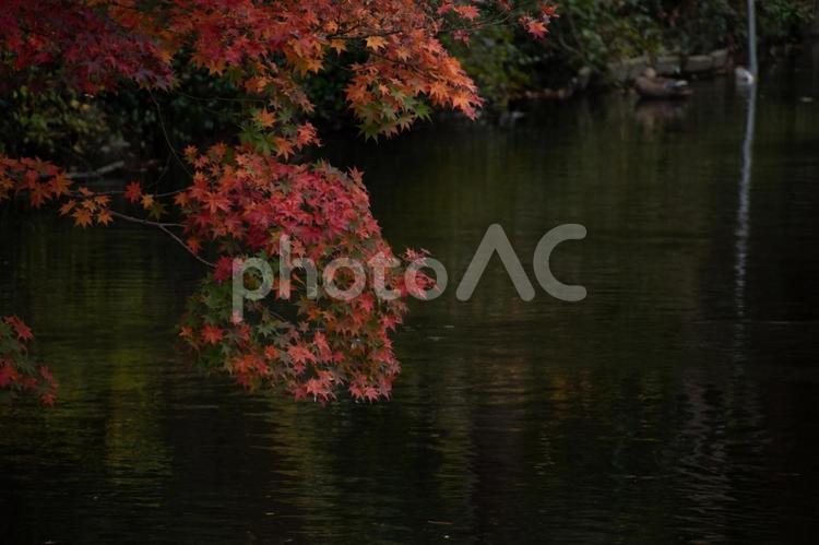 赤くそまった紅葉の景色 紅葉,もみじ,秋の写真素材