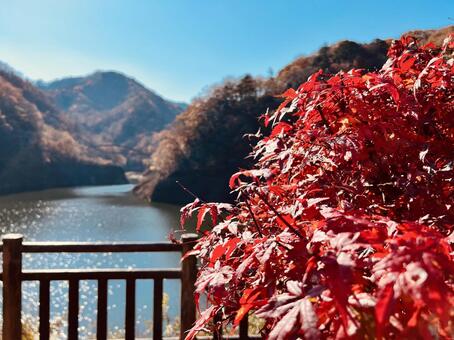 鮮やかな紅葉と渓谷の湖 紅葉,もみじ,カエデの写真素材