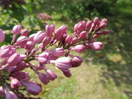 ライラックの写真