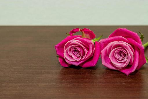 ピンク色のバラ 花,植物,ローズの写真素材