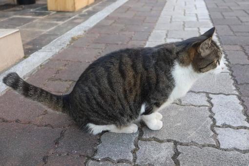 何を見つめてる? 猫,動物,キジシロの写真素材