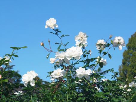 バラの花の写真