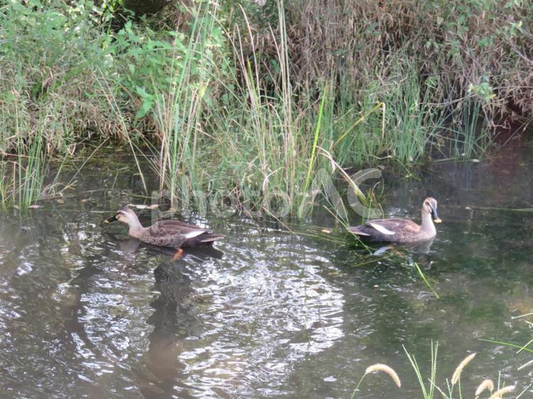 カモ　カモの家族 カモ,鴨,カモの家族の写真素材