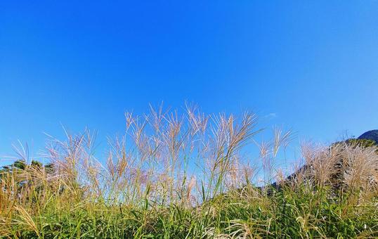 秋の風景/秋晴れのすすき野 すすき野,ススキ,秋の写真素材