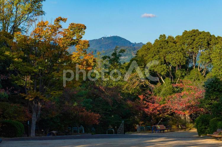 秋を感じさせる公園風景 快晴,木,植物の写真素材