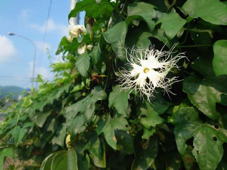 Photo, trichosanthes kirilowii, হলুদ লাউ, গ্রীষ্ম, 