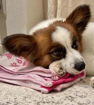 犬も枕が必要 犬も枕が必要の写真