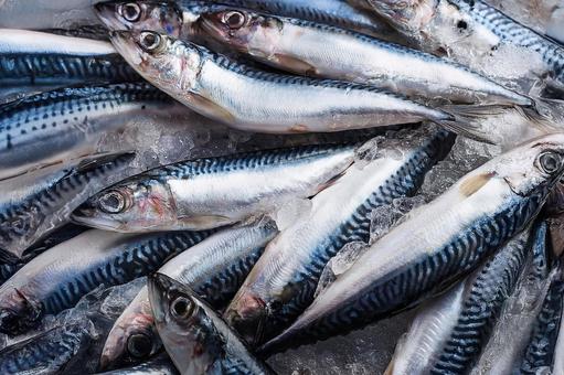 豊漁の青魚 豊漁の青魚の写真