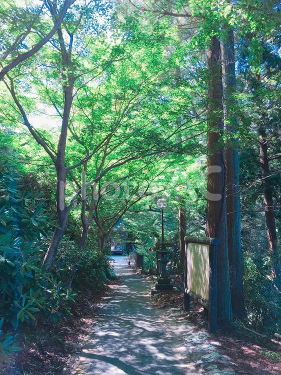 木漏れ日 木漏れ日,山道,山の写真素材