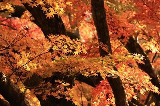 光り輝く紅葉 紅葉,もみじ,モミジの写真素材