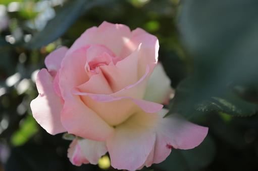 バラ園に咲く桃色の薔薇を撮影した写真 バラ園に咲く桃色の薔薇を撮影した写真の写真