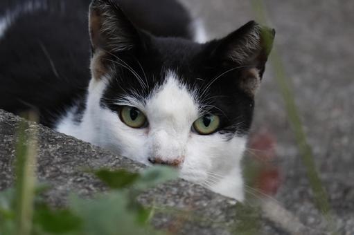 見つめる公園ネコ ネコ,かわいい,もふもふの写真素材