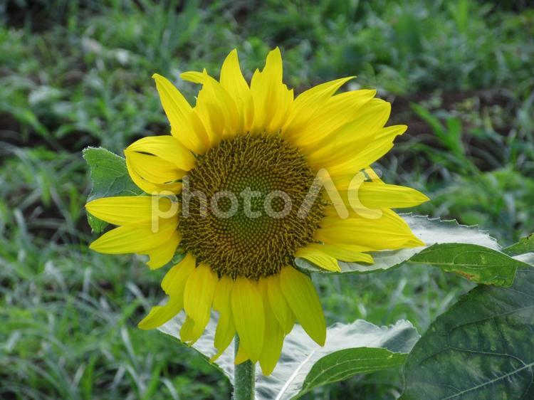 雨上がりに咲く黄色いひまわりの花 花,ひまわり,雨上がりの写真素材