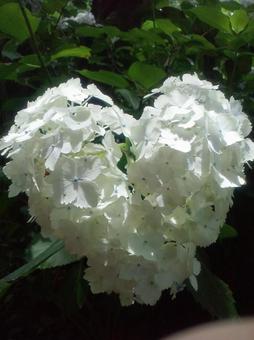 あじさい4（アナベル）の写真