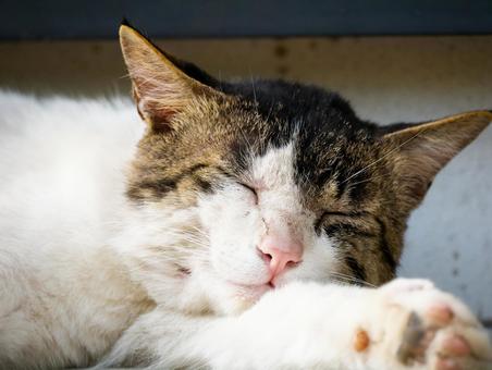 安心して気持ちよさそうに眠る猫 猫,ネコ,三毛猫の写真素材