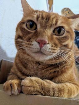 茶トラ猫 茶トラ猫の写真