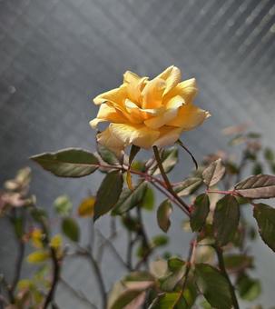 冬のバラ 冬のバラ バラ,ミニバラ,薔薇の写真素材