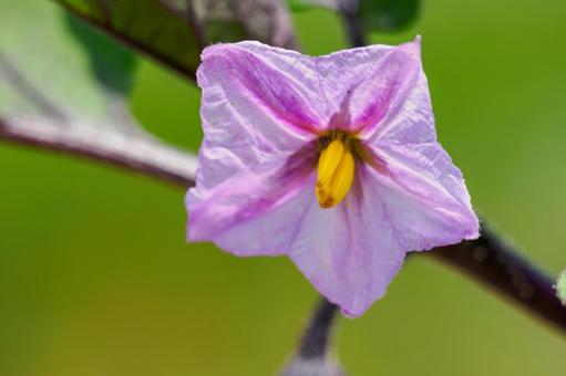 ナスの花⑷ ナスの花⑷ 花,野菜,ナスの写真素材