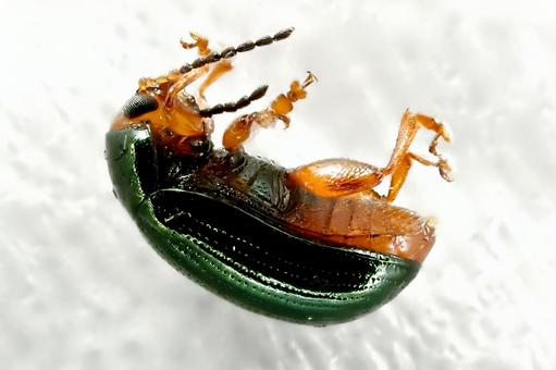 カラタチトビハムシのアップ カラタチトビハムシのアップ カラタチトビハムシ,カラタチ,昆虫の写真素材