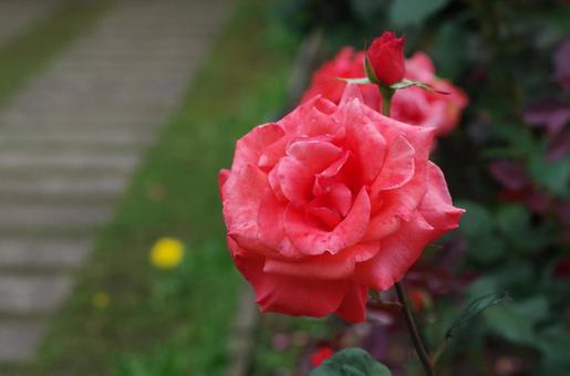 バラ バラ,ばら,薔薇の写真素材