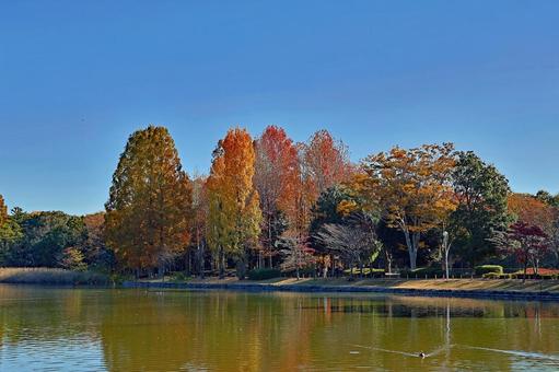 洞峰公園の青空と紅葉の風景 洞峰公園,秋,紅葉の写真素材