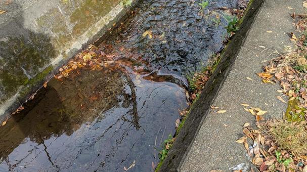 小川のせせらぎ 小川のせせらぎ,小川,景色の写真素材