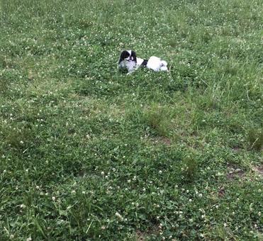 草むらの狆 草むらの狆の写真