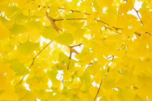 木の下から見あげる色づいたイチョウの葉 秋,イチョウ,黄葉の写真素材