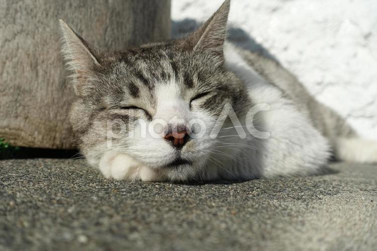 猫　ネコ　寝てるかわいい かわいい,野生生物,哺乳動物の写真素材