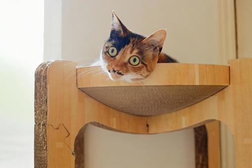 爪研ぎベッドの上でくつろぐ三毛猫 爪研ぎベッドの上でくつろぐ三毛猫の写真