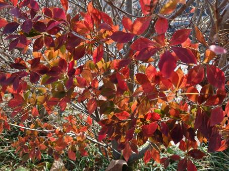 ドウダンツツジの紅葉 秋,木々,ドウダンツツジの写真素材