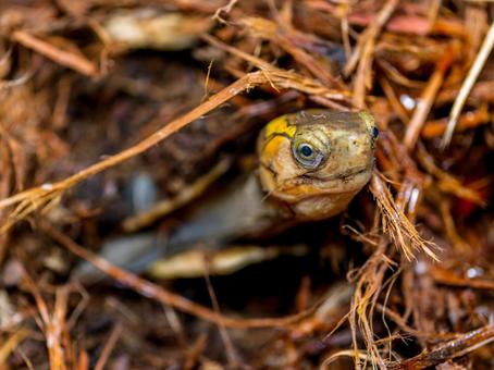 セマルハコガメのアップ セマルハコガメ,ハコガメ,カメの写真素材